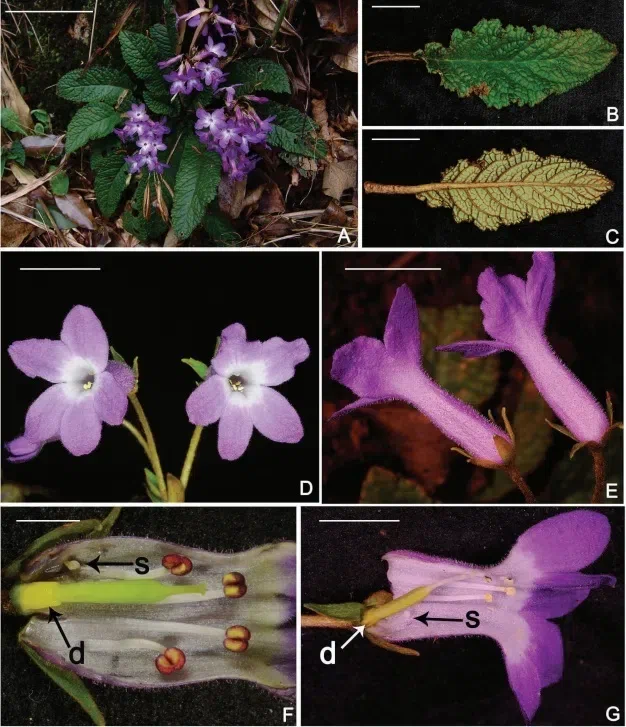 The newest published taxa of Gesneriaceae form China before 31 December 2017 (13)