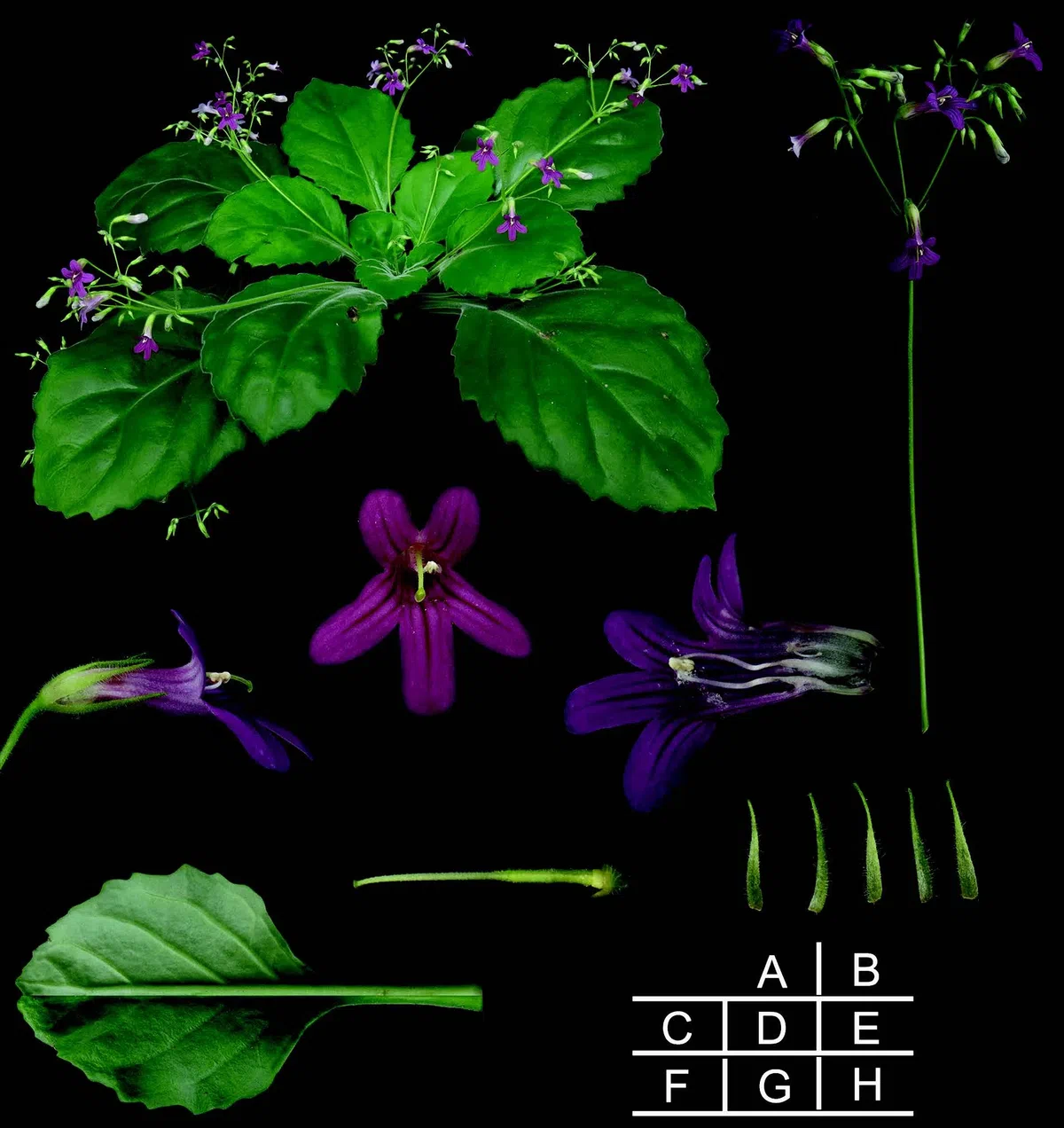 The newest published taxa of Gesneriaceae form China before 31 December 2017 (11)