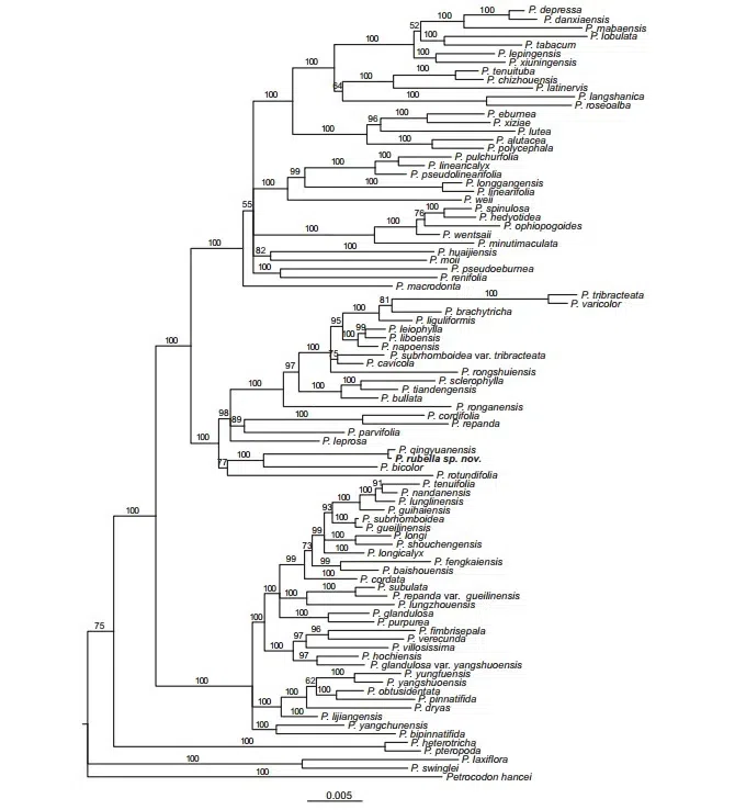 The newest published taxa of Gesneriaceae form China before 31 December 2017 (11)