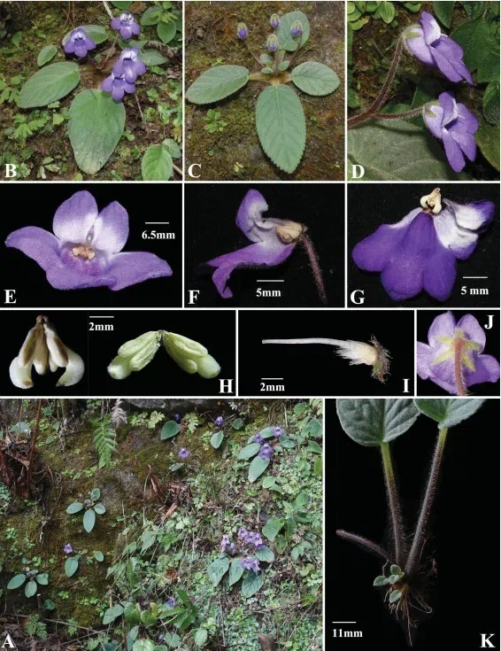 The newest published taxa of Gesneriaceae form China before 31 December 2017 (14)