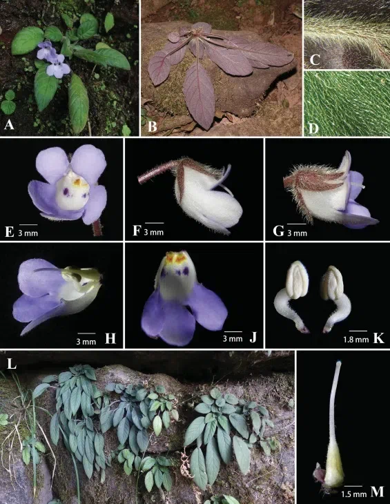 The newest published taxa of Gesneriaceae form China before 31 December 2017 (14)