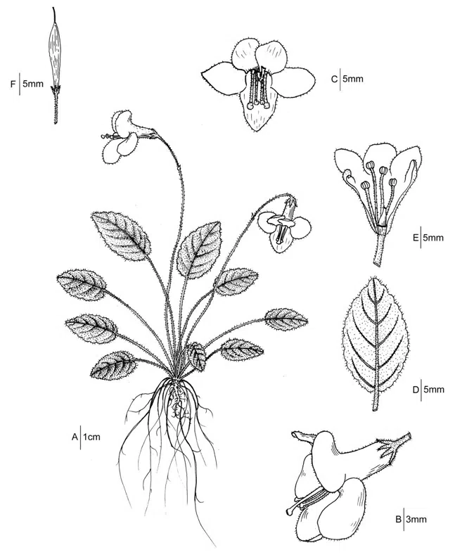 2016年度发表的苦苣苔科植物新种或新分类群（11）