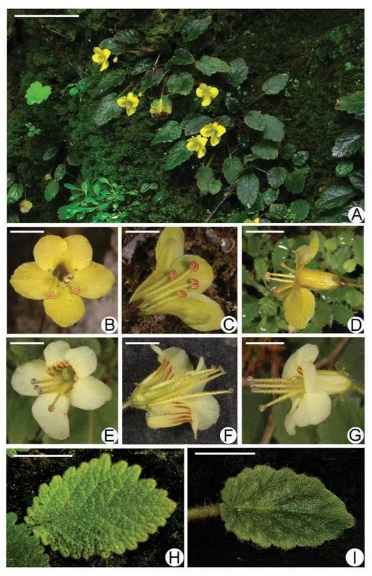 2016年度发表的苦苣苔科植物新种或新分类群（11）