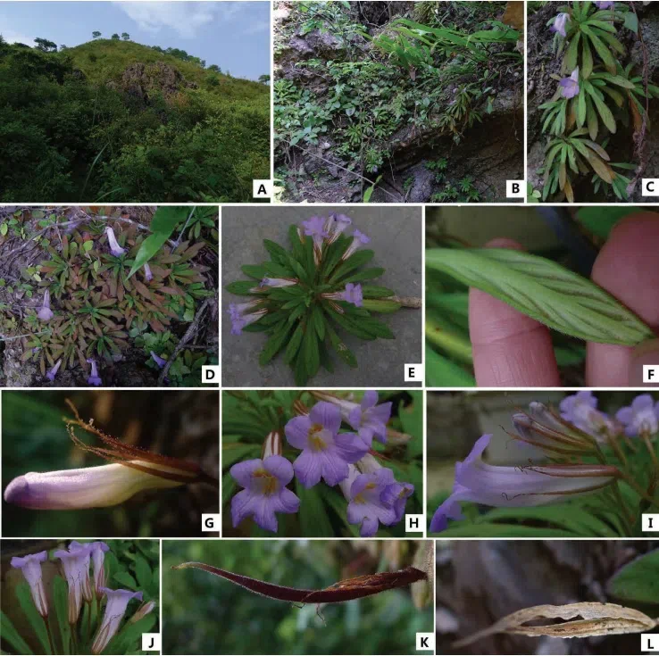 2016年度发表的苦苣苔科植物新种或新分类群（11）