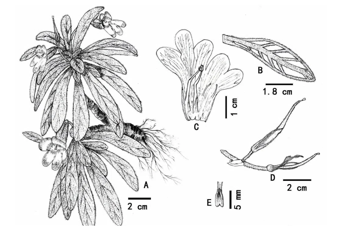 2016年度发表的苦苣苔科植物新种或新分类群（11）