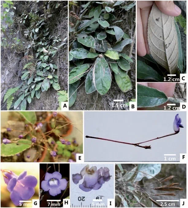 2016年度发表的苦苣苔科植物新种或新分类群（13）