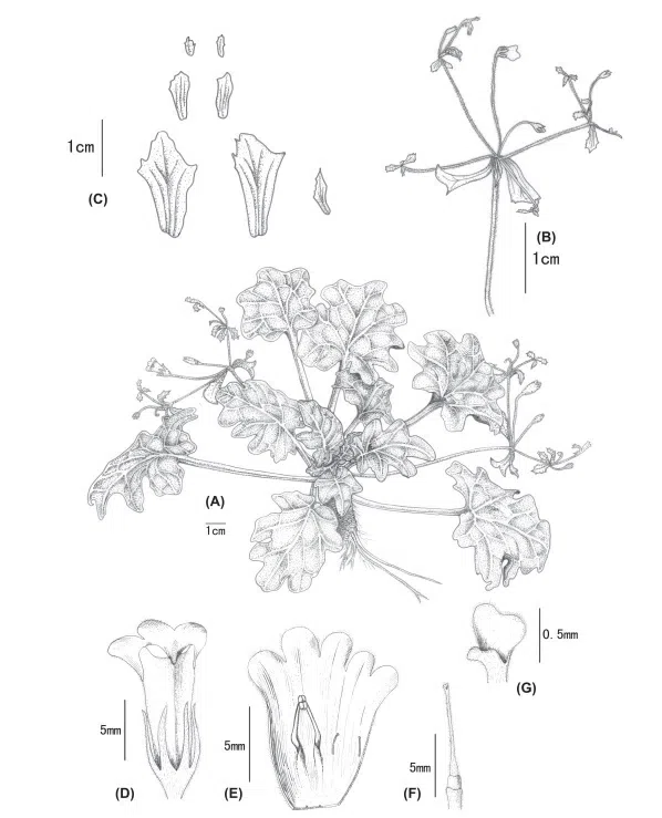 2016年度发表的苦苣苔科植物新种或新分类群（18）