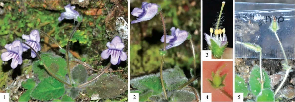 2016年度发表的苦苣苔科植物新种或新分类群（15）