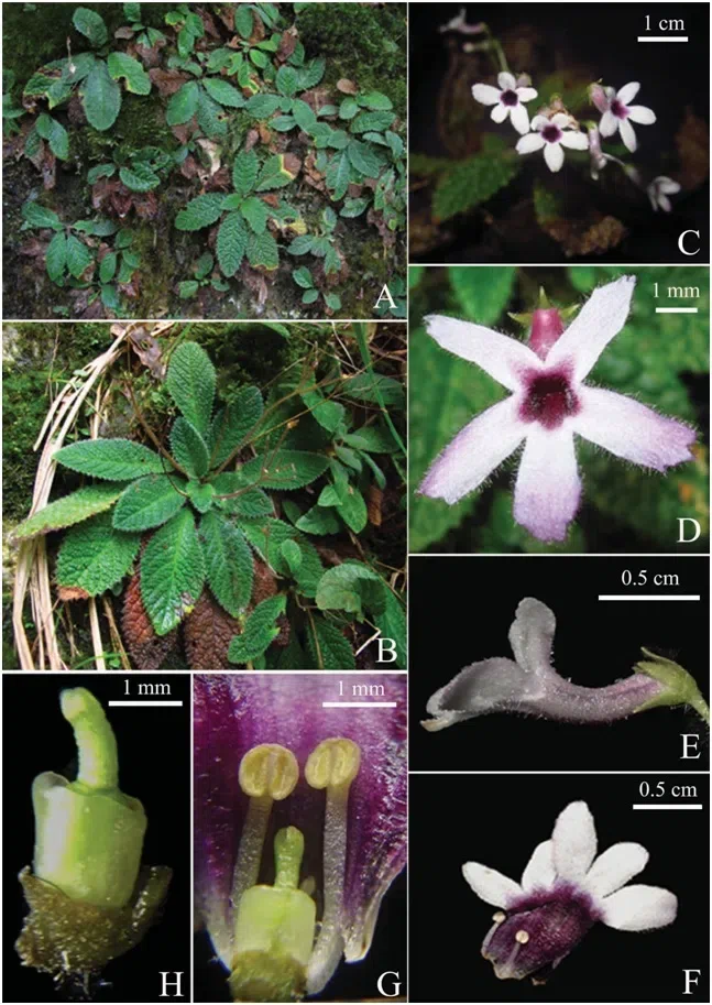 016年度发表的苦苣苔科植物新种或新分类群（16）