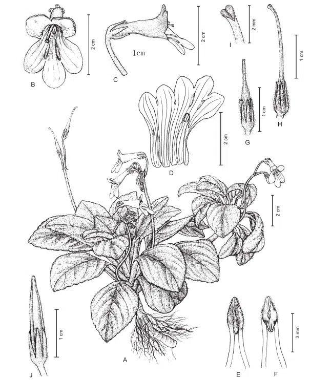 2016年度发表的苦苣苔科植物新种或新分类群（16）