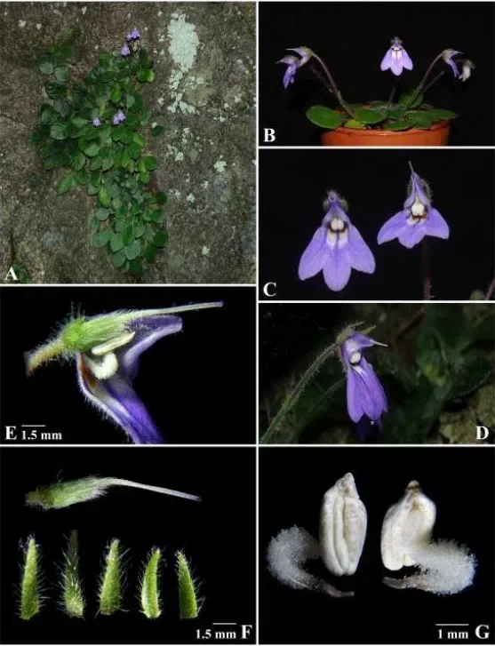 The newest published taxa and newest record of Gesneriaceae from China before 31 December 2017 (14)