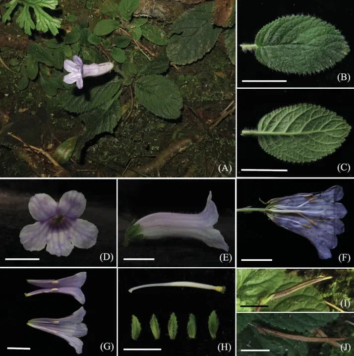 2017年度发表的苦苣苔科植物新种、新分类群和分布新纪录（2）