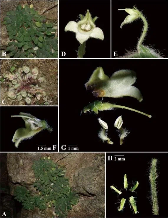 The newest published taxa and newest record of Gesneriaceae from China before 31 December 2017 (14)