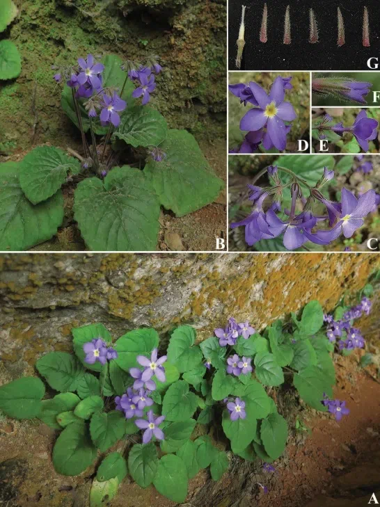 2017年度发表的苦苣苔科植物新种、新分类群和分布新纪录（1）