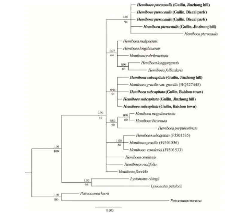 The newest published taxa and newest record of Gesneriaceae from China before 31 December 2017 (15)