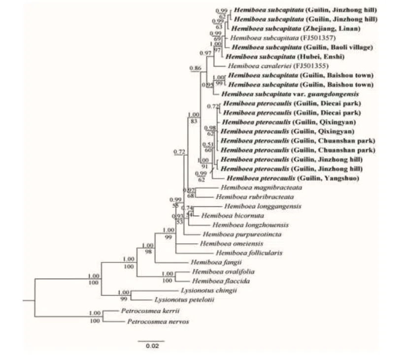 The newest published taxa and newest record of Gesneriaceae from China before 31 December 2017 (15)