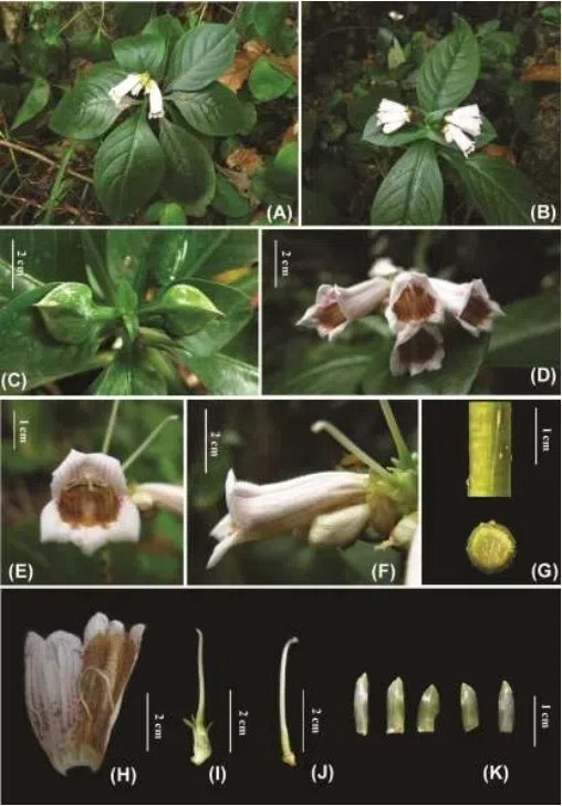 The newest published taxa and newest record of Gesneriaceae from China before 31 December 2017 (15)