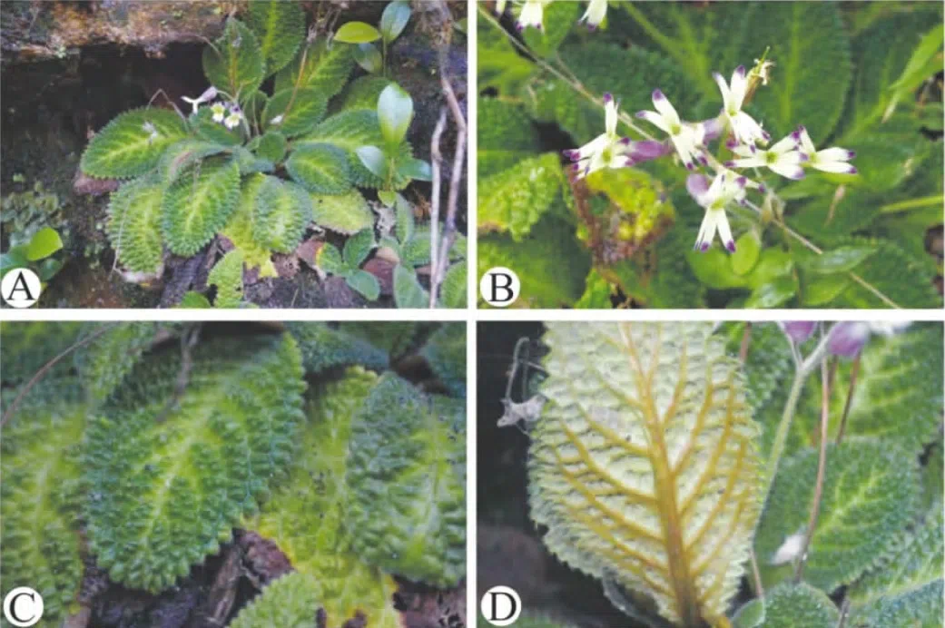 The newest published taxa and newest record of Gesneriaceae from China before 31 December 2017 (3)