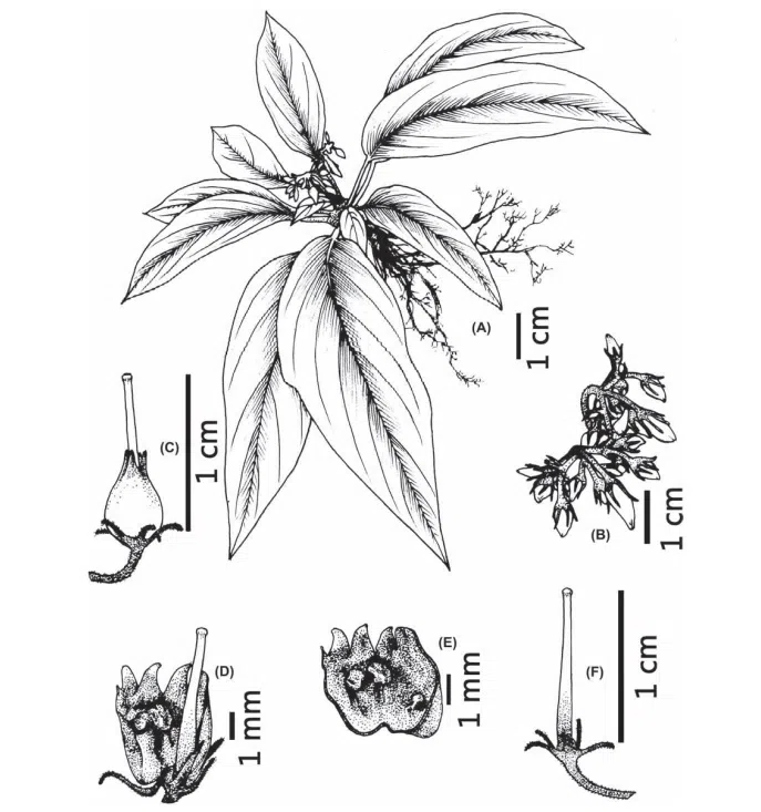 2017年度发表的苦苣苔科植物新种、新分类群和分布新纪录（5）