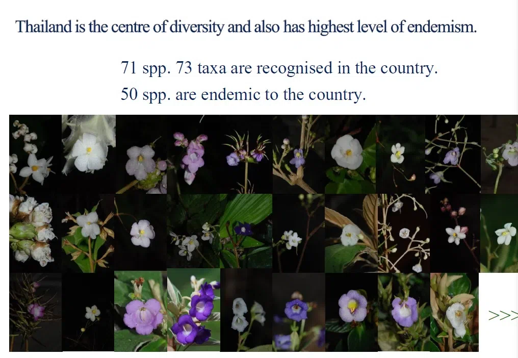 The famous Gesneriaceae researcher, Dr. Pramote Triboun visited GCCC and gave us a wonderful presentation