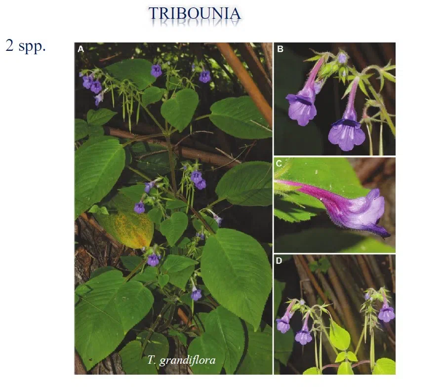 The famous Gesneriaceae researcher, Dr. Pramote Triboun visited GCCC and gave us a wonderful presentation