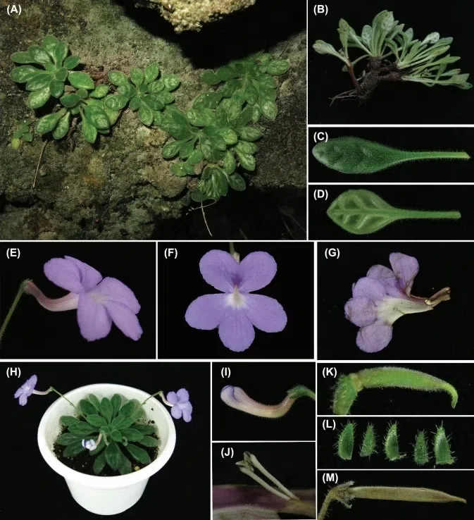 The newest published taxa and newest record of Gesneriaceae from China before 31 December 2017 (17)