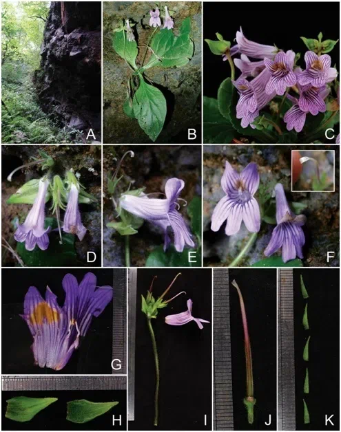 The newest published taxa and newest record of Gesneriaceae from China before 31 December 2017 (18)