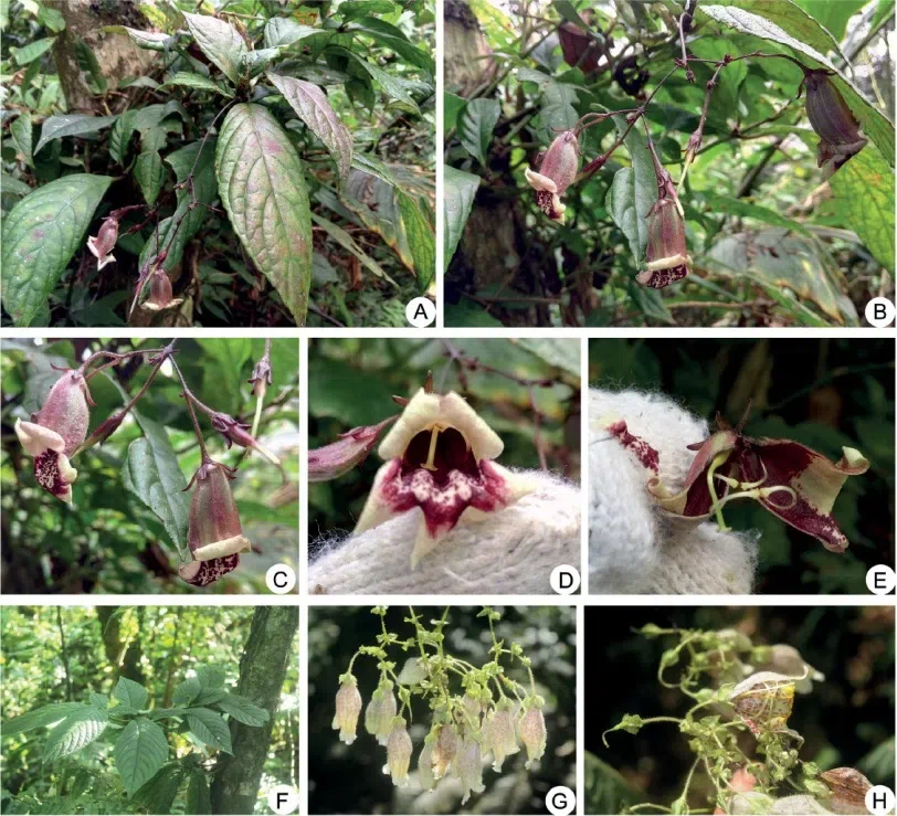 The newest published taxa and newest record of Gesneriaceae from China before 31 December 2017 (16)