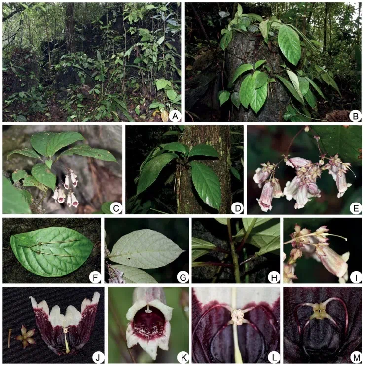 The newest published taxa and newest record of Gesneriaceae from China before 31 December 2017 (16)