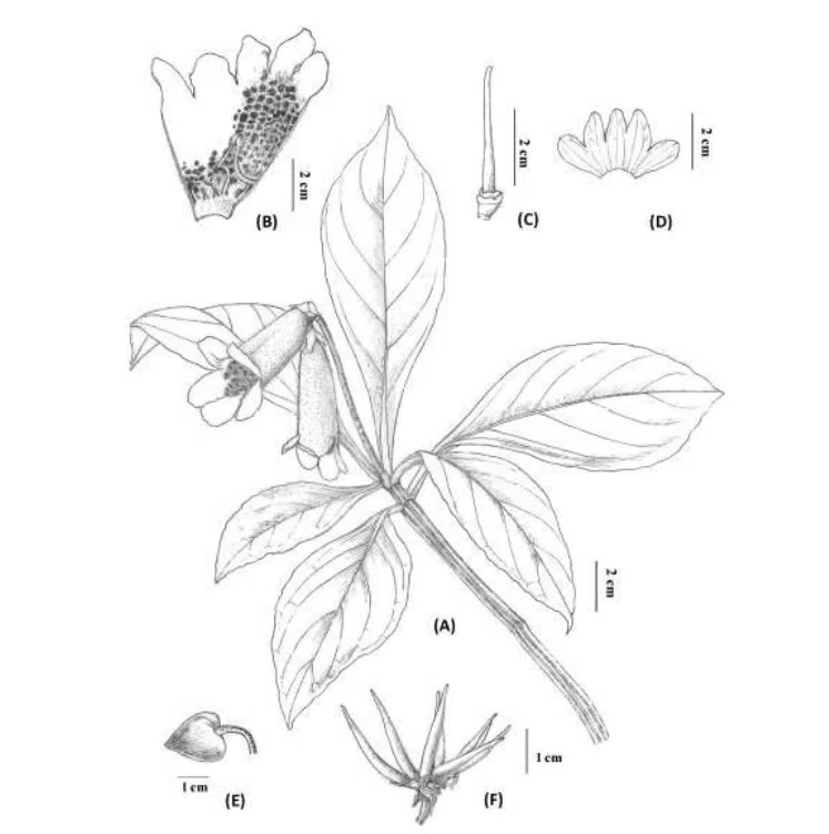 2017年度发表的苦苣苔科植物新种、新分类群和分布新记录（15）