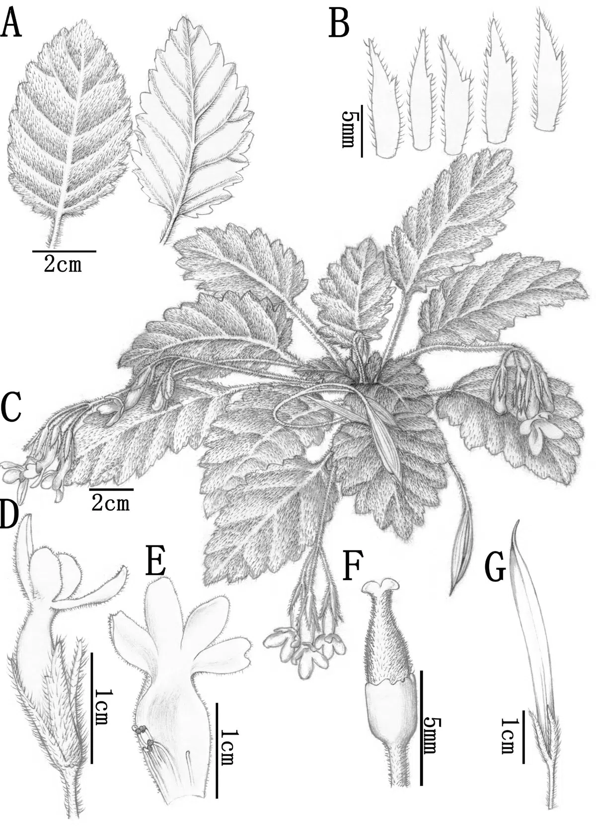 2017年度发表的苦苣苔科植物新种、新分类群和分布新纪录（9）