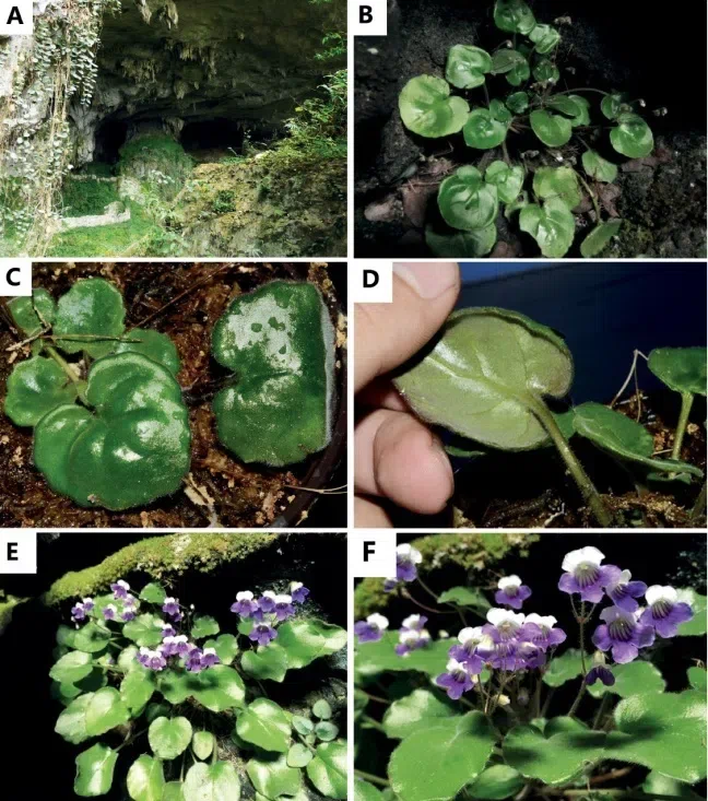 2017年度发表的苦苣苔科植物新种、新分类群和分布新纪录