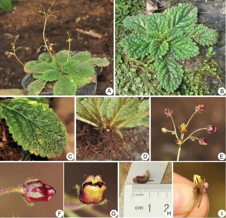 2017年度发表的苦苣苔科植物新种、新分类群和分布新记录（22）