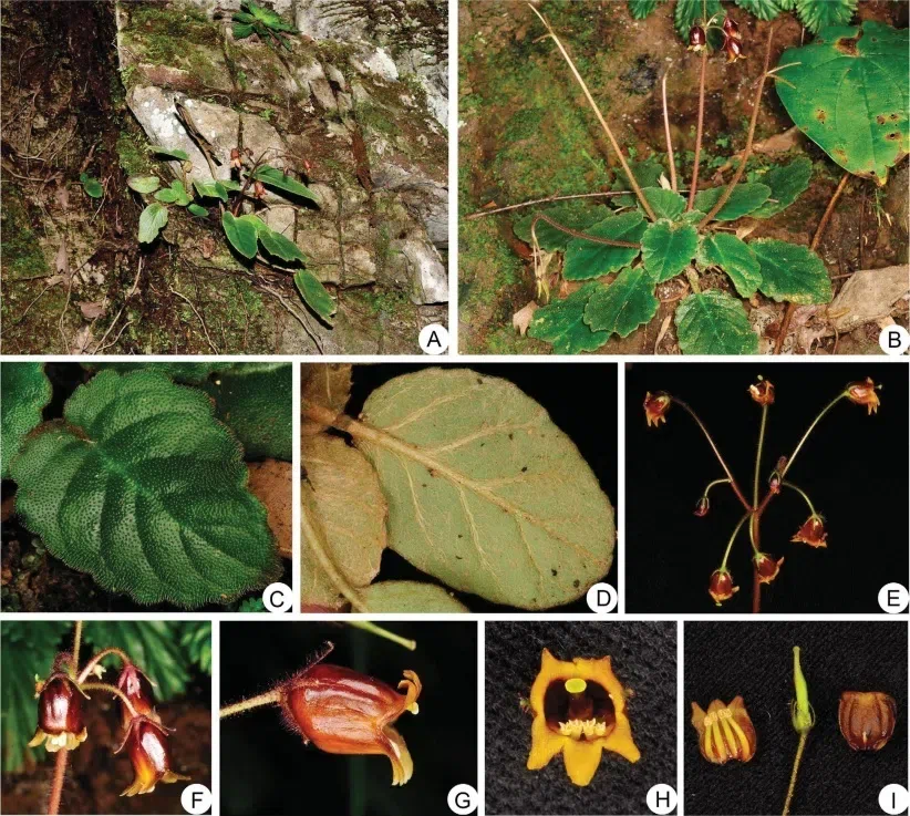 2017年度发表的苦苣苔科植物新种、新分类群和分布新记录（22）