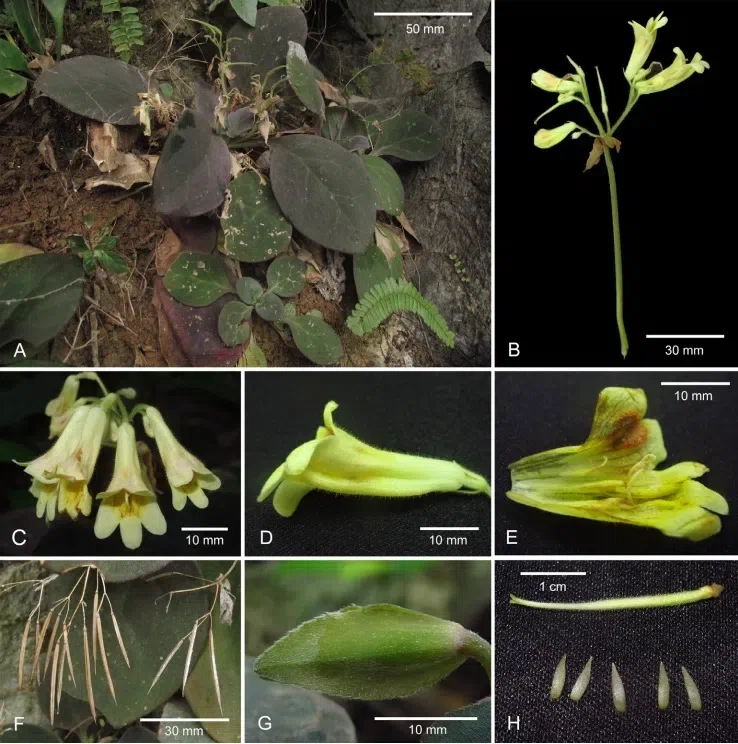 The newest published taxa and newest record of Gesneriaceae from China before 31 December 2017 (21)