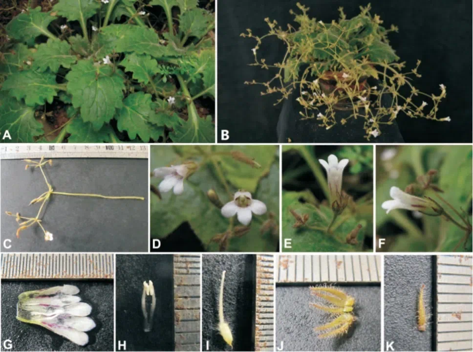 The newest published taxa and newest record of Gesneriaceae from China before 31 December 2017 (19)