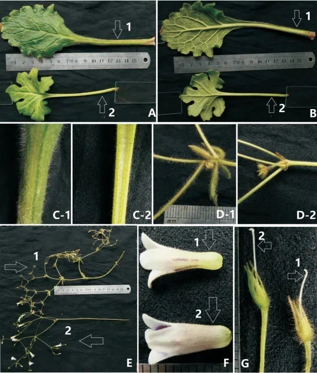 The newest published taxa and newest record of Gesneriaceae from China before 31 December 2017 (19)