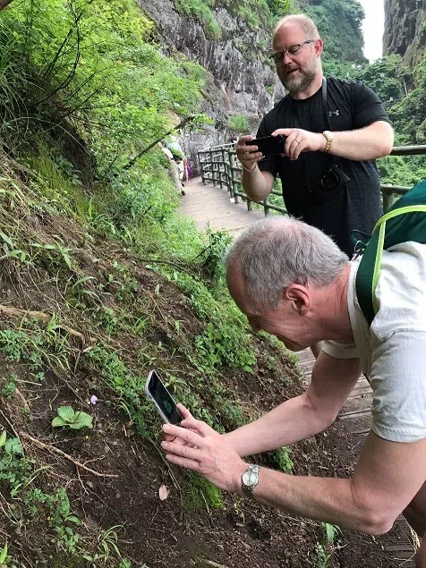 The Gesneriad Society delegation visited Guilin Botanical Garden and GCCC, andinvestigated the Gesneriad plants in the field (Guizhou, Guangxi, Anhui and Jiangxi), accompanied by members of 