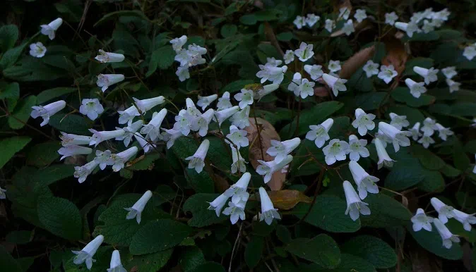 The Gesneriad Society delegation visited Guilin Botanical Garden and GCCC, andinvestigated the Gesneriad plants in the field (Guizhou, Guangxi, Anhui and Jiangxi), accompanied by members of 