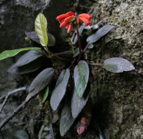 世界苦苣苔协会代表团一行访问桂林植物园和中国苦苣苔科植物保育中心并合作对贵州、广西、安徽和江西的苦苣苔科植物进行野外实地考察