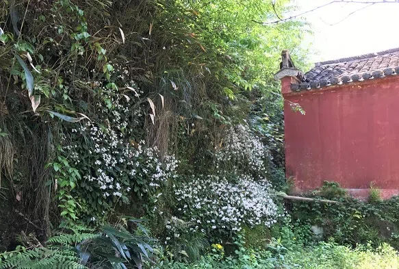 The Gesneriad Society delegation visited Guilin Botanical Garden and GCCC, andinvestigated the Gesneriad plants in the field (Guizhou, Guangxi, Anhui and Jiangxi), accompanied by members of 