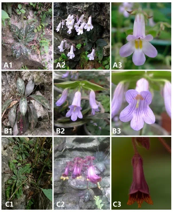 The newest published taxa of Gesneriaceae form China before 31 December 2015 (8)