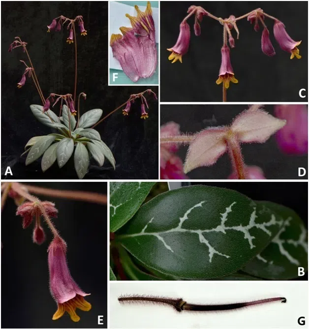 The newest published taxa of Gesneriaceae form China before 31 December 2015 (8)