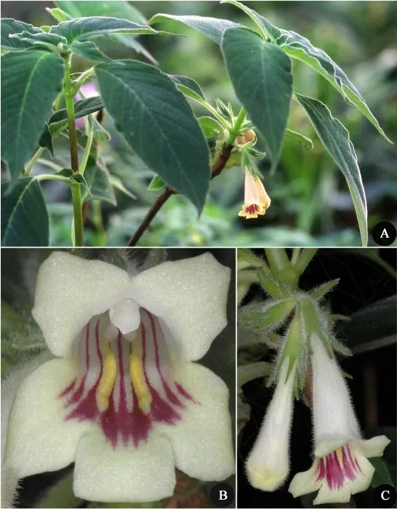 The newest published taxa of Gesneriaceae form China before 31 December 2015 (18)