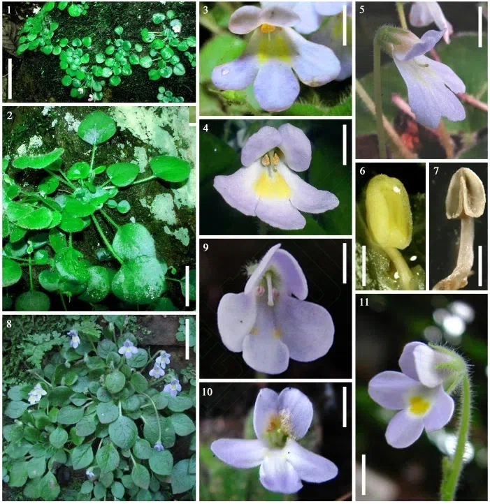 The newest published taxa of Gesneriaceae form China before 31 December 2015 (16)