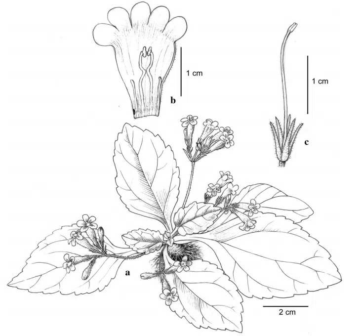 The newest published taxa of Gesneriaceae form China before 31 December 2015 (20)