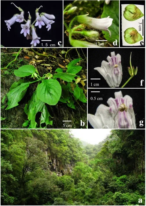 The newest published taxa of Gesneriaceae form China before 31 December 2015 (20)