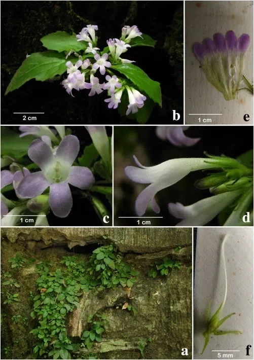 The newest published taxa of Gesneriaceae form China before 31 December 2015 (20)