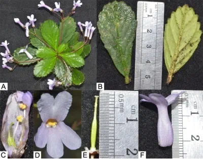 The newest published taxa of Gesneriaceae form China before 31 December 2015 (9)