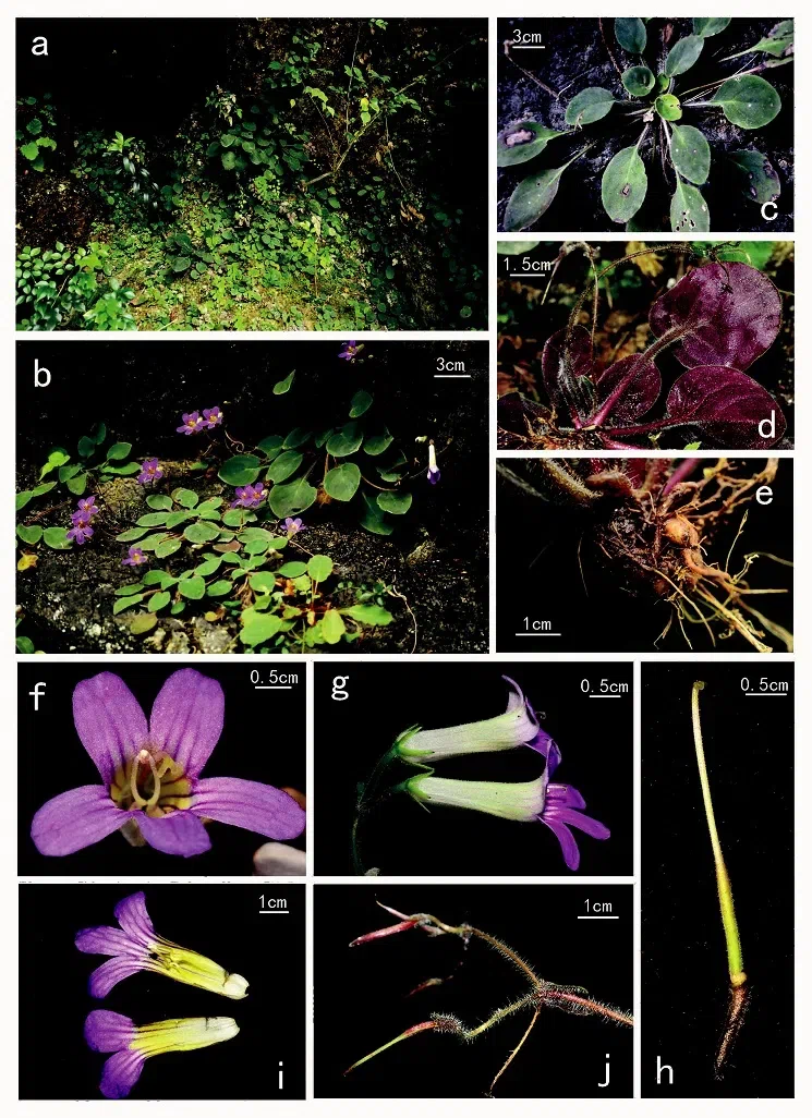 The newest published taxa of Gesneriaceae form China before 31 December 2015 (6)